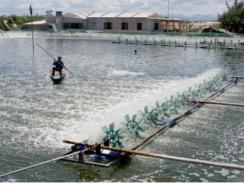 Diện tích nuôi trồng thủy sản ở An Giang tăng 2,3%