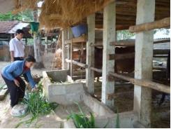Nông dân Hoài Nhơn (Bình Định) phát triển trồng cỏ nuôi bò