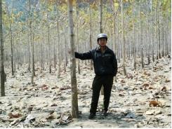 Cây tếch trên rừng Khộp