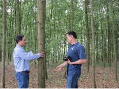 Thừa Thiên Huế cấp chứng chỉ cho rừng trồng