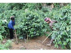 Sản xuất cà phê theo hướng hiệu quả, bền vững