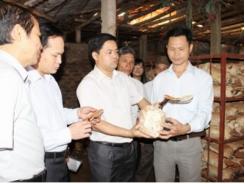 Ninh Bình sản xuất nấm Linh chi từ nguyên liệu phối trộn là thân cây ngô