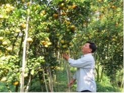 Hội Làm vườn huyện Lai Vung và công tác phát triển mô hình kinh tế hợp tác