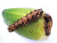 Một loài sâu mới xuất hiện và gây hại trên trái dừa