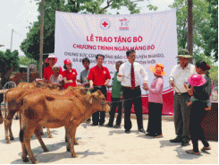 Prudential trao tặng 50 con bò cho các hộ nghèo tại Gia Lai