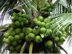 Doanh nghiệp đóng vai trò dẫn dắt trong chuỗi giá trị dừa