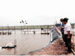 Nông dân Kim Sơn đầu tư lớn cho vụ nuôi tôm mới