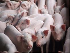 Bệnh tiêu chảy ở lợn con do khuẩn E.Coli - Phần 1