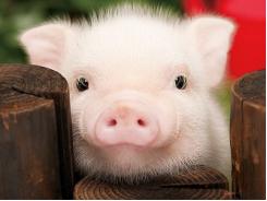 Biến đổi khí hậu và ngành chăn nuôi lợn