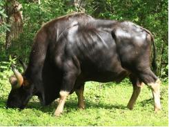 Bổ sung lanh vào chế độ ăn cho bò để thay thế ngô