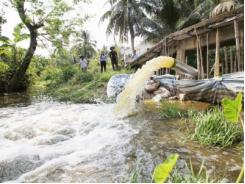 Hai lúa góp tiền bơm nước cứu lúa