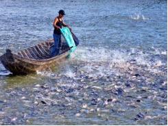 Campuchia nhập khẩu mạnh cá nuôi của Đồng Bằng Sông Cửu Long