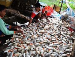 Huyện Hồng Dân (Bạc Liêu) cá nuôi bị thiệt hại do hạn hán