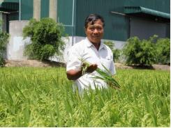 Nông dân miền Tây canh tác lúa thông minh thích ứng biến đổi khí hậuĐậu xanh được mùa, dân vùng hạn lãi cao