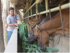 Phát triển chăn nuôi bò theo hướng tập trung