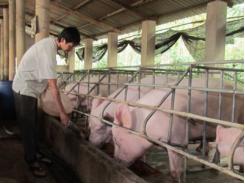 100.000 hộ chăn nuôi nói không với chất cấm