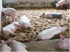 Lợn mẹ đóng vai trò quan trọng trong việc tập ăn cho lợn con