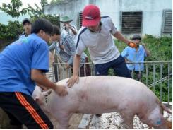 Ngành chăn nuôi heo sẽ... chết nếu chơi theo luật ao làng