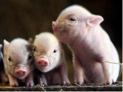 Nghiên cứu tỷ lệ tiêu hoá axit amin trong đậu nành ở lợn con cai sữa
