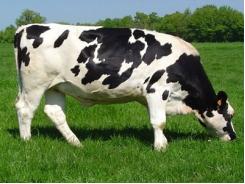 Nghiên cứu về lượng thuốc kháng sinh trong chăn nuôi bò sữa tại California
