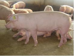 Nghiên cứu về sự thay đổi trọng lượng của lợn