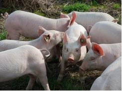 Những rủi ro mắc phải ký sinh trùng T. gondii ở các trại nuôi lợn của Trung Quốc