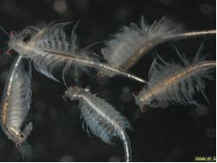 Bạc Liêu phấn đấu có 500ha nuôi Artemia