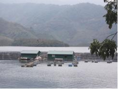 Mở rộng mô hình nuôi cá tầm trên hồ thủy điện Sơn La