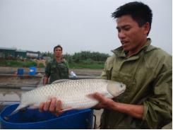 Độc đáo nuôi cá theo kiểu cho ăn chay