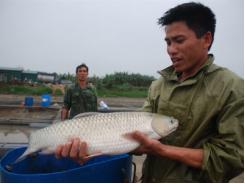 Độc đáo nuôi cá theo kiểu cho ăn chay