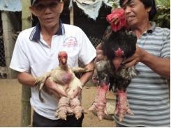 Triển vọng từ một gia trại nuôi gà Đông Tảo