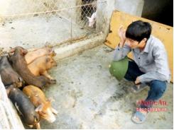 Phát triển đàn lợn rừng ở Nghi Lộc (Nghệ An)
