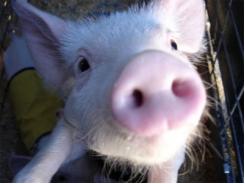Sữa đậu nành giúp lợn con có bộ xương vững chắc hơn