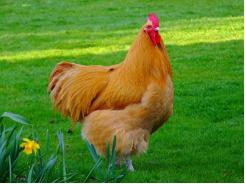 Tăng hiệu quả kinh tế nhờ sử dụng chế phẩm thảo dược trong chăn nuôi gà
