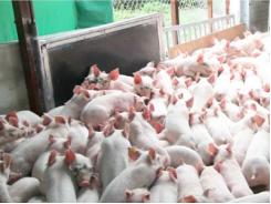 Thay thế kháng sinh bổ sung trong chăn nuôi - Phần 1