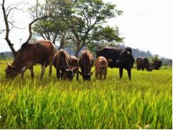 Cả trăm trâu bò chết hạn: Di dời đàn đến nơi có thức ăn