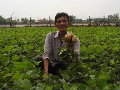 Củ đậu to, ngọt, ít sâu bệnh nhờ bón phân Văn Điển