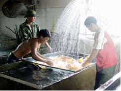 Bắc Ninh phát triển hạ tầng các vùng nuôi trồng thủy sản