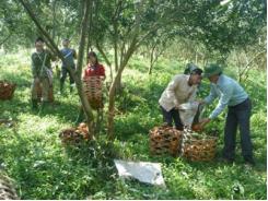 Tỷ phú cam sành ở Tuyên Quang