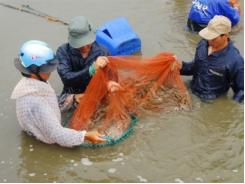 Xuất khẩu tôm khởi sắc