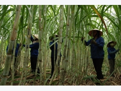 Major Vietnamese sugar firms in merger talks