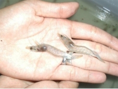 Rotifers and diatoms aid shrimp biofloc nurseries