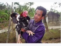 Gà Móng Tiên Phong