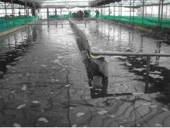 Recirculating Aquaculture Systems (RAS)
