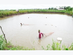 Nông dân huyện Bình Đại ứng dụng thành công chế phẩm sinh học trong canh tác tôm lúa tôm rạ