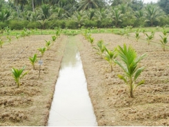 Kỹ thuật trồng dừa xiêm xanh (Kỳ I)
