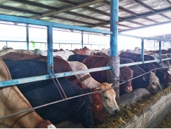 Central Highlands develops large-scale cattle farming