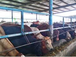 Central Highlands develops large-scale cattle farming