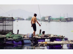 Khánh Hòa: Triển vọng từ nuôi tôm hùm xanh