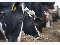 Using feed additives to improve milk production efficiency